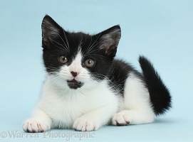 Black-and-white kitten on blue background