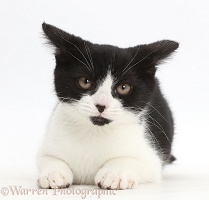 Black-and-white kitten looking disgruntled