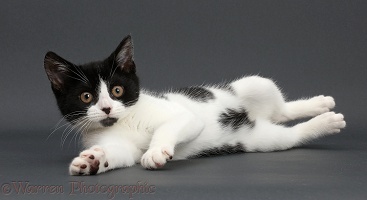 Black-and-white kitten lounging on grey background
