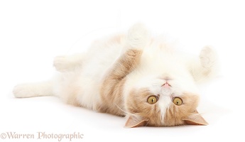 Siberian cat lying on her back