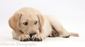 Yellow Labrador Retriever puppy nose buried in paws
