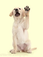 Yellow Labrador puppy with raised paw
