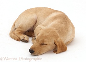 Yellow Labrador puppy sleeping
