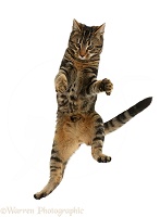 Tabby cat jumping in the air