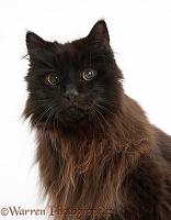 Dark chocolate cat