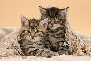 Cute sleepy tabby kittens, under a shawl