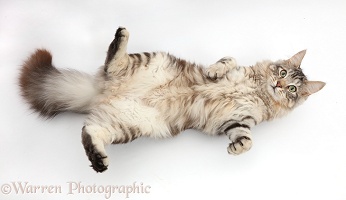 Silver tabby fluffy cat lying on his back