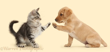 Silver tabby kitten and Yellow Labrador puppy high-five