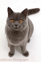Blue British Shorthair cat sitting looking up