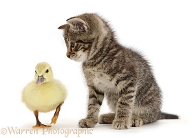 Tabby kitten looking at yellow duckling