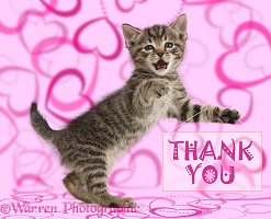 Tabby kitten holding thank you notice