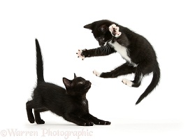 Kitten playfully leaping at his brother