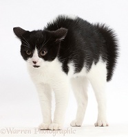 Black-and-white kitten frightened
