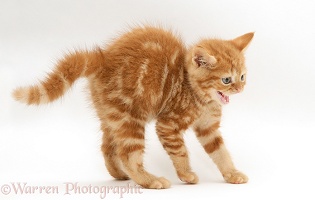 Red tabby British Shorthair kitten in defensive posture