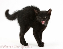 Black kitten frightened