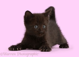 Playful black kitten, 5 weeks old
