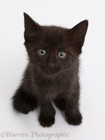 Black kitten sitting and looking up