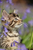 Tabby kitten among bluebells