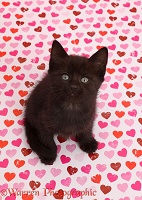 Black kitten sitting on pink heart background