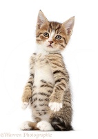 Tabby kitten standing up on haunches