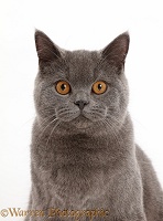 Blue British Shorthair cat