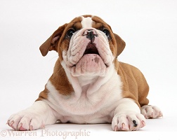 Bulldog puppy lying with head up, mouth open