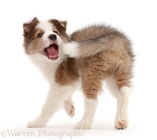 Sable-and-white Border Collie puppy chasing his tail
