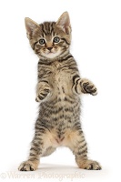 Tabby kitten standing with raised paws
