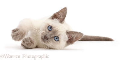 Blue-point kitten lying on her side