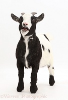 Black-and-white Pygmy Goat bleating