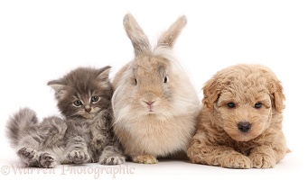Grey kitten, Goldendoodle puppy and fluffy bunny