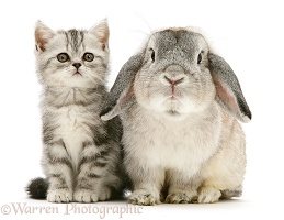Silver tabby kitten with silver agouti Lop rabbit