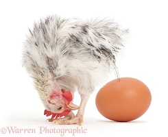 Silkie Serama Chicken looking back at egg