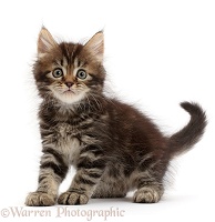 Tabby Persian-cross kitten