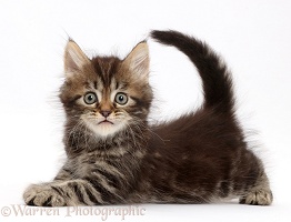Tabby Persian-cross kitten