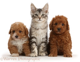 Silver tabby kitten and two Goldendoodle puppies
