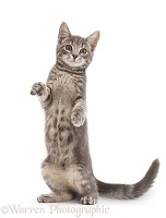 Grey tabby kitten standing and reaching