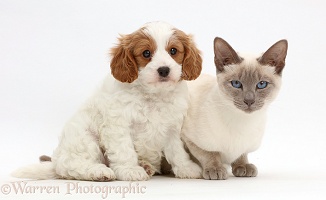 Cavapoo puppy and blue-point cat