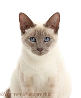 Blue-point Birman-cross cat