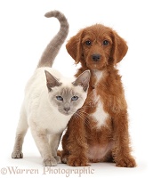 Blue-point Birman-cross cat and Goldendoodle puppy
