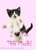 I love you this much Valentine kitten