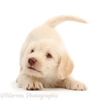 Golden Labradoodle puppy in play-bow stance