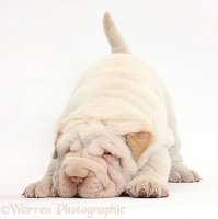 Shar Pei pup in play-bow stance