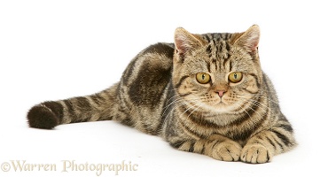 British Shorthair tabby-tortoiseshell cat lying
