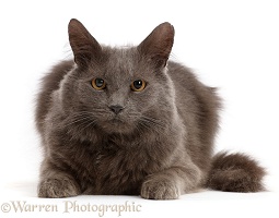 Shaggy grey cat