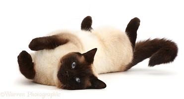 Chocolate point cat rolling playfully