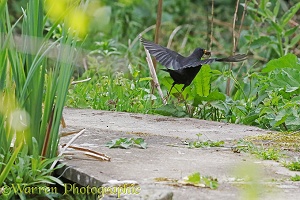 Blackbird flying off with newt it has caught in a pond