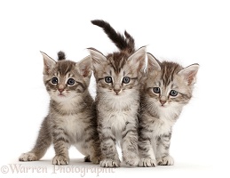 Three silver tabby kittens