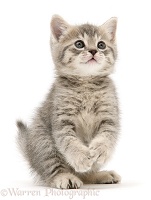 Grey tabby British Shorthair kitten