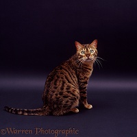 Brown spotted Bengal cat sitting